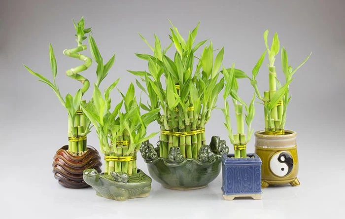 Ý nghĩa số lượng cây phát tài phát lộc: Trồng mấy cây thì phú quý đầy nhà?-1