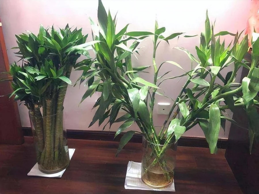 Ý nghĩa số lượng cây phát tài phát lộc: Trồng mấy cây thì phú quý đầy nhà?-2