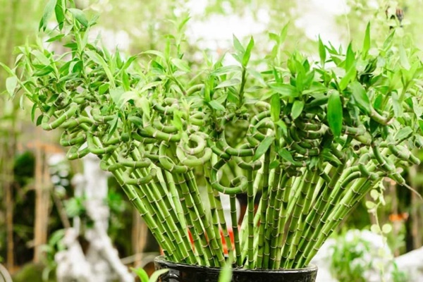 Các cụ dạy Trước cau sau chuối: Trồng 8 cây này trước nhà để gia đạo an yên, tài lộc về như nước-9