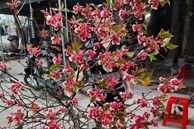 Loại đào “lạ” xuống phố, nhà giàu Việt chi tới 40 triệu mua một cành về cắm chơi