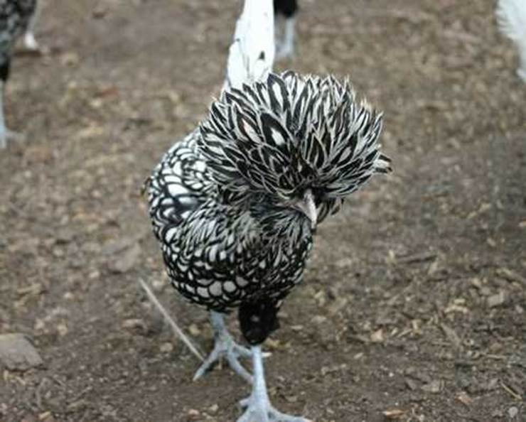 Bí ẩn quái gà mọc bờm trên đầu, nóng tính hiếu chiến, giá siêu đắt đỏ vẫn cháy hàng-2