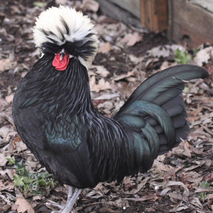 Bí ẩn quái gà mọc bờm trên đầu, nóng tính hiếu chiến, giá siêu đắt đỏ vẫn cháy hàng-3