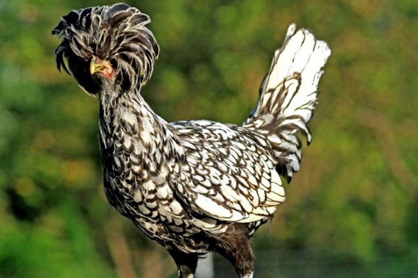 Chi chục triệu đồng săn ‘gà nằm lò sưởi’ ăn Tết vẫn thấp thỏm lo không có hàng-4