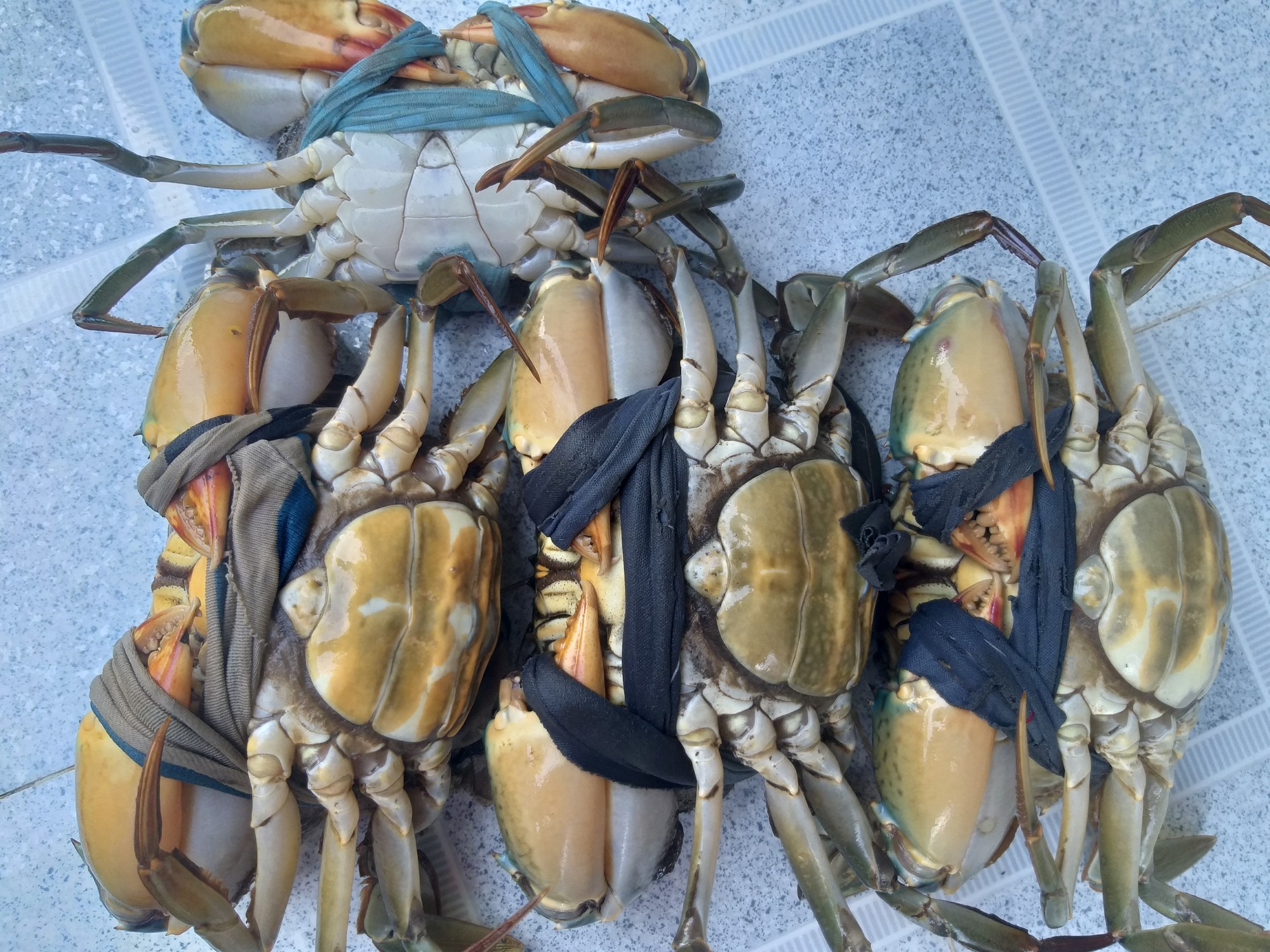 Loại cua biển ngon nhất nhì miền Tây, giá cả nửa triệu vẫn được yêu thích-1