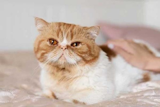 3 con giáp làm đâu thắng đó, vận trình suôn sẻ những ngày cuối năm 2022