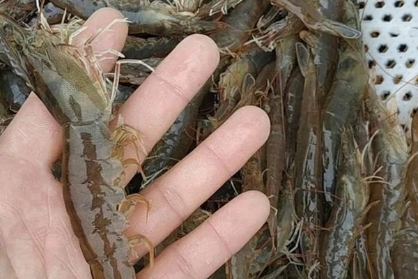 Thịt để tủ lạnh cứng hơn đá: Thêm thìa gia vị này, chỉ 5 phút là thịt rã đông, tươi ngon như mới-4