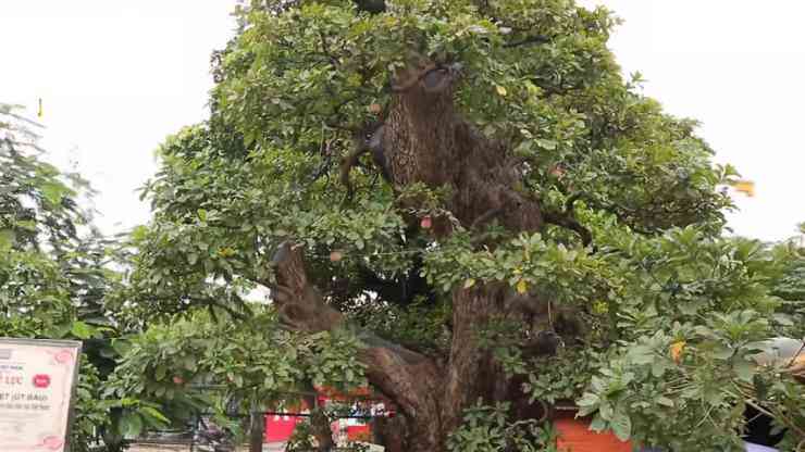 Hé lộ bất ngờ của đại gia về siêu cây giá trăm tỷ-2