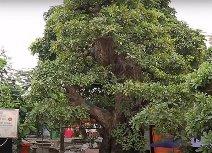 Hé lộ bất ngờ của đại gia về siêu cây giá trăm tỷ-3