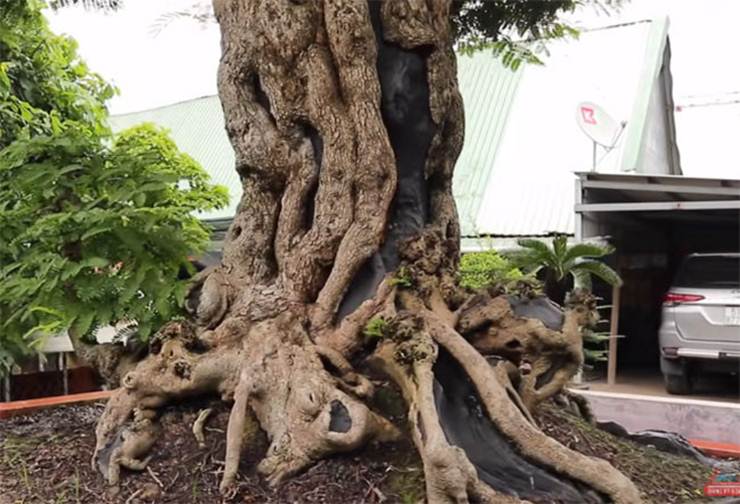 Hé lộ bất ngờ của đại gia về siêu cây giá trăm tỷ-4