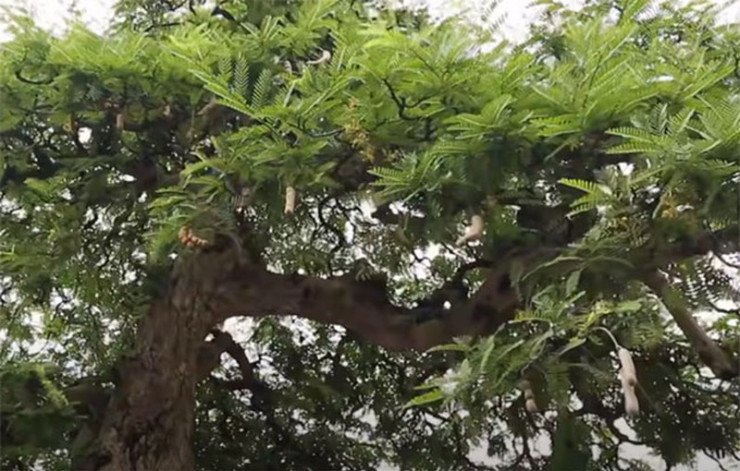 Hé lộ bất ngờ của đại gia về siêu cây giá trăm tỷ-5