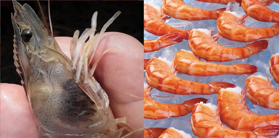 Trẻ mấy tháng ăn được tôm? Những lưu ý cực quan trọng khi cho con ăn tôm mẹ nên biết-4