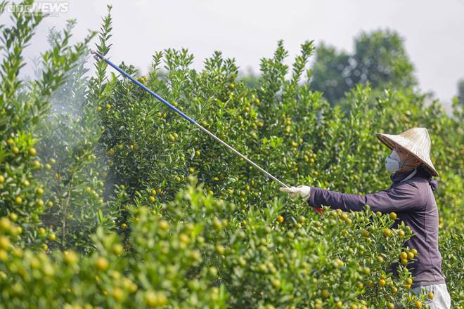 Khách săn mua quất bonsai dáng độc, giá tiền triệu chơi Tết-1