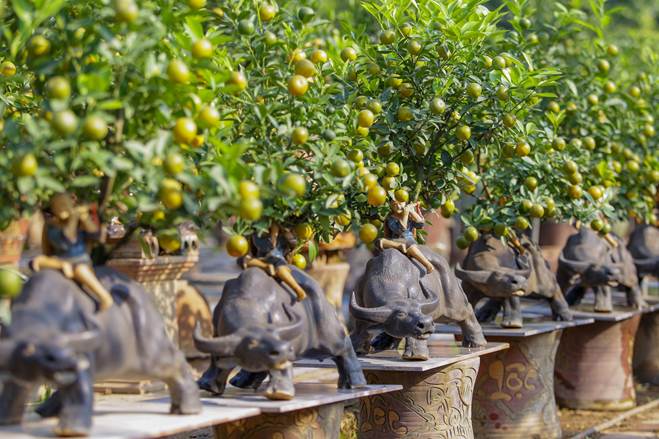 Khách săn mua quất bonsai dáng độc, giá tiền triệu chơi Tết-10