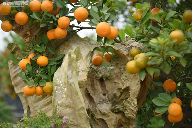 Khách săn mua quất bonsai dáng độc, giá tiền triệu chơi Tết-13