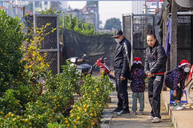 Khách săn mua quất bonsai dáng độc, giá tiền triệu chơi Tết-14