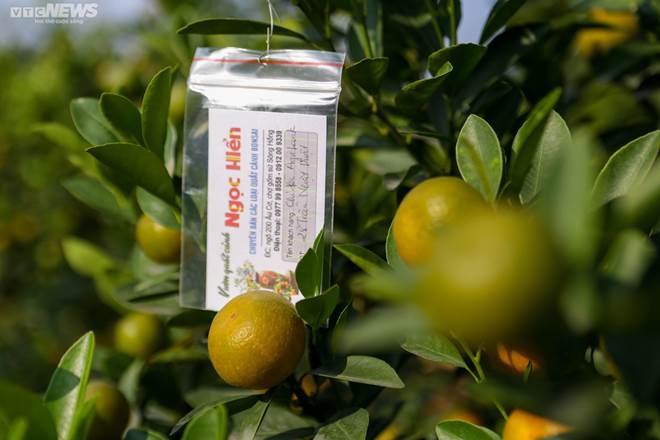 Khách săn mua quất bonsai dáng độc, giá tiền triệu chơi Tết-15