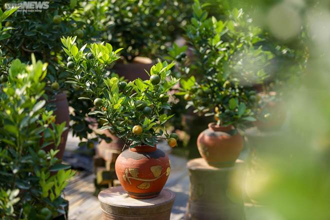 Khách săn mua quất bonsai dáng độc, giá tiền triệu chơi Tết-16