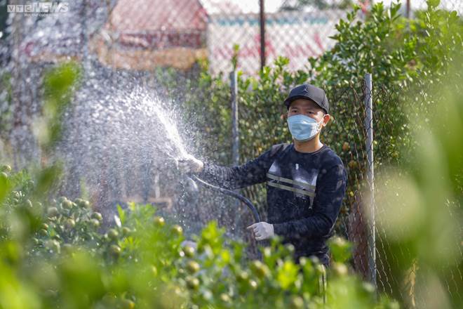 Khách săn mua quất bonsai dáng độc, giá tiền triệu chơi Tết-2