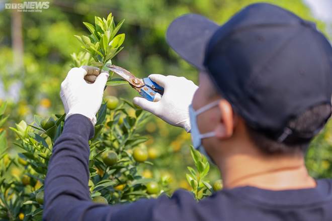 Khách săn mua quất bonsai dáng độc, giá tiền triệu chơi Tết-3