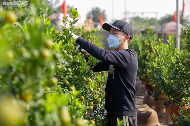 Khách săn mua quất bonsai dáng độc, giá tiền triệu chơi Tết-4