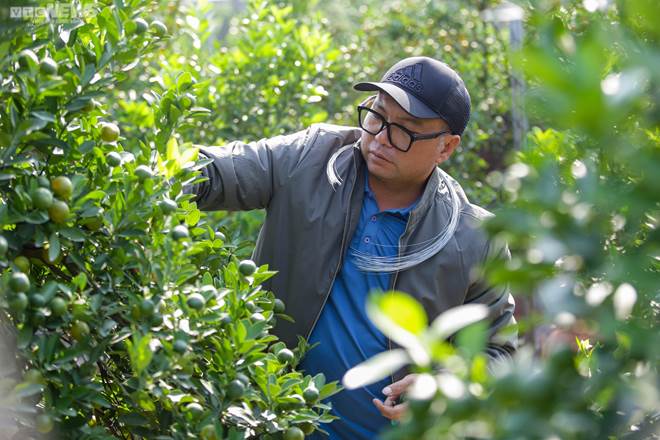 Khách săn mua quất bonsai dáng độc, giá tiền triệu chơi Tết-5