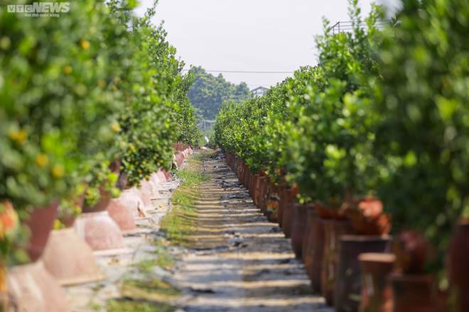 Khách săn mua quất bonsai dáng độc, giá tiền triệu chơi Tết-6