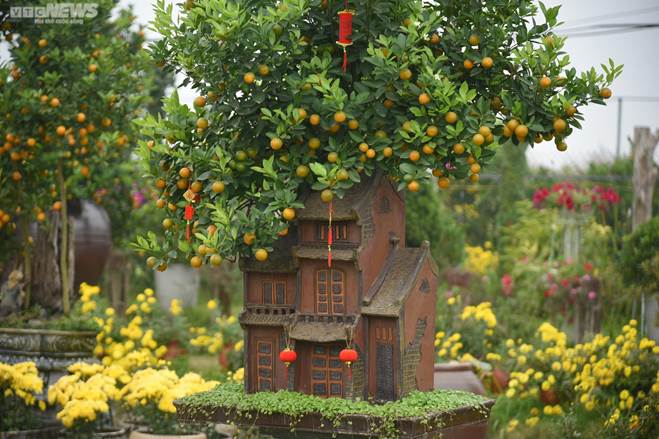 Khách săn mua quất bonsai dáng độc, giá tiền triệu chơi Tết-7