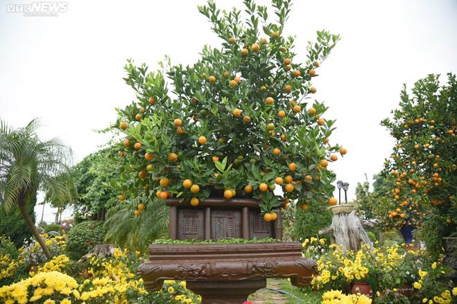 Khách săn mua quất bonsai dáng độc, giá tiền triệu chơi Tết-8