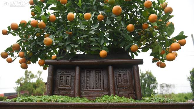 Khách săn mua quất bonsai dáng độc, giá tiền triệu chơi Tết-9