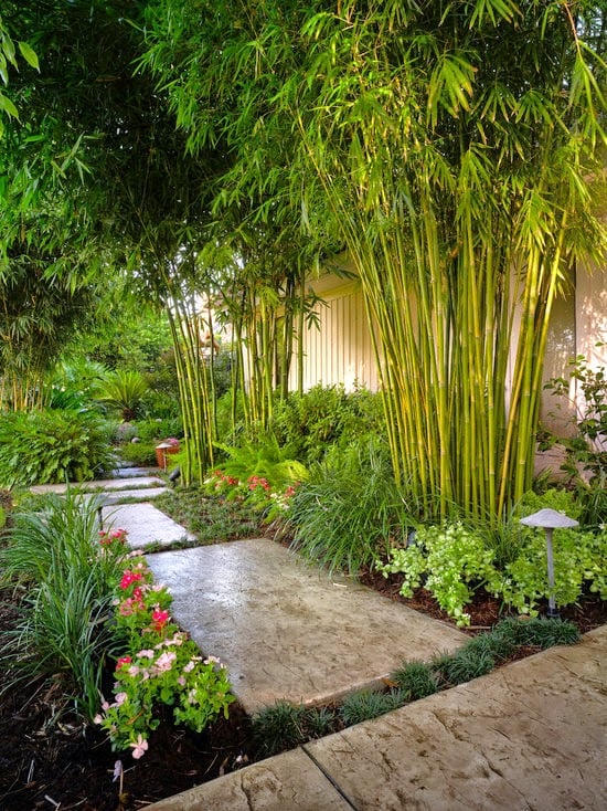 Các cụ dạy Trước cau sau chuối: Trồng 8 cây này trước nhà để gia đạo an yên, tài lộc về như nước-2