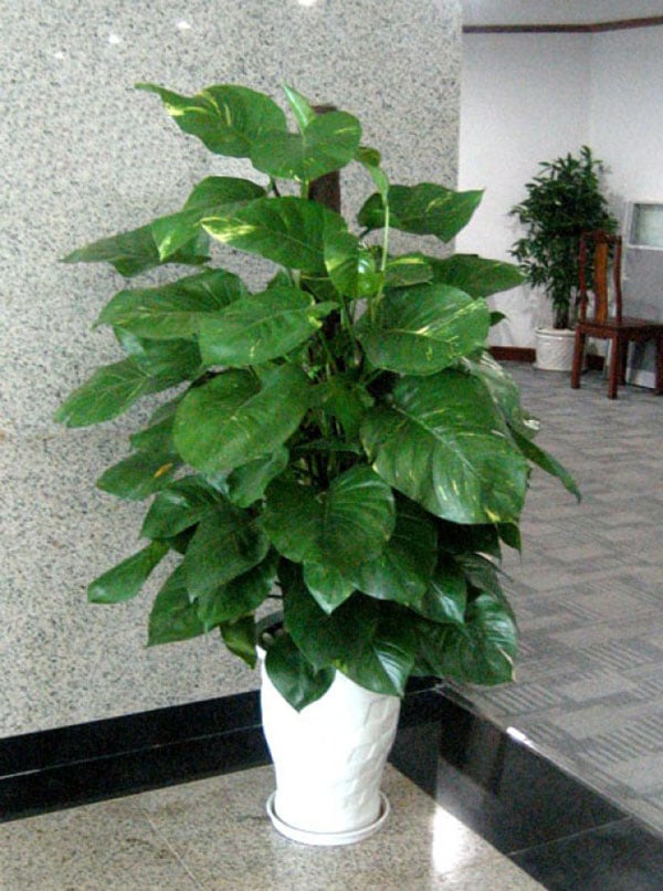 Các cụ dạy Trước cau sau chuối: Trồng 8 cây này trước nhà để gia đạo an yên, tài lộc về như nước-4