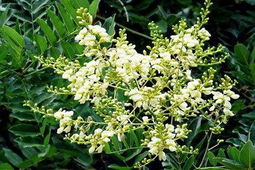 Các cụ dạy Trước cau sau chuối: Trồng 8 cây này trước nhà để gia đạo an yên, tài lộc về như nước-6