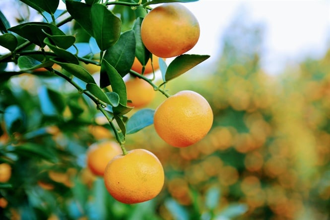 Các cụ dạy Trước cau sau chuối: Trồng 8 cây này trước nhà để gia đạo an yên, tài lộc về như nước-7