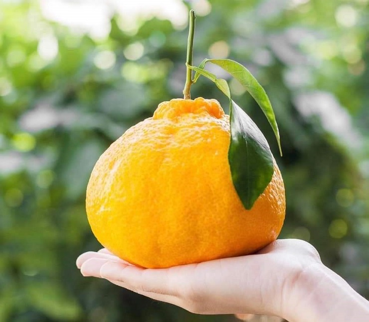 Loại quýt ngon nhất thế giới có giá gần 2 triệu đồng/kg, nhà giàu mua biếu Tết-1
