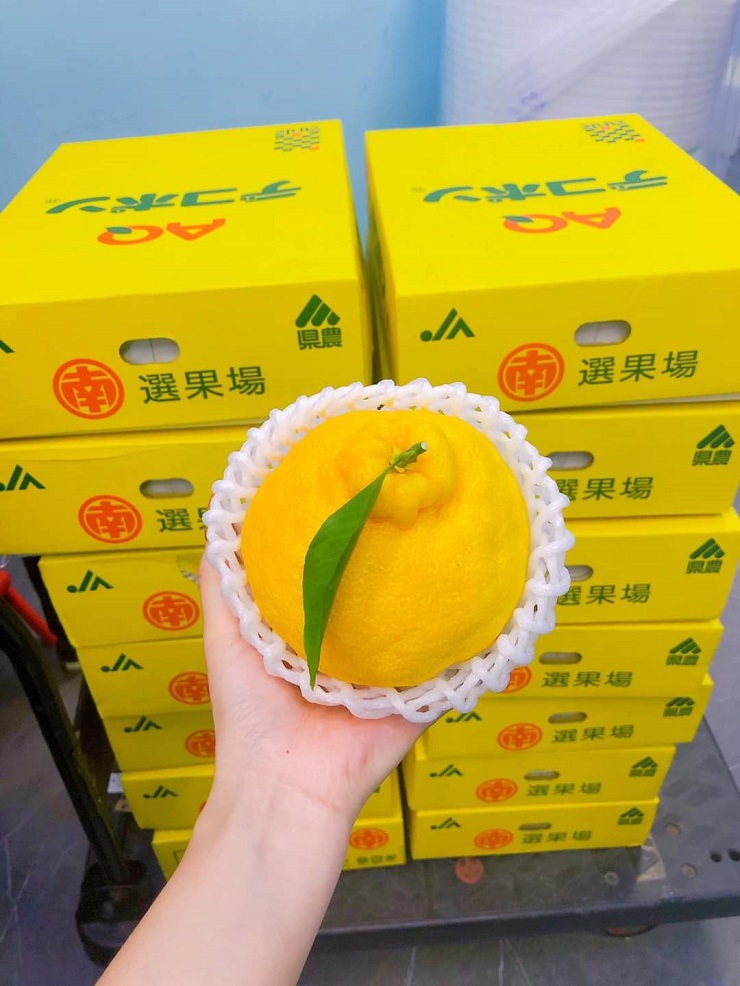 Loại quýt ngon nhất thế giới có giá gần 2 triệu đồng/kg, nhà giàu mua biếu Tết-3