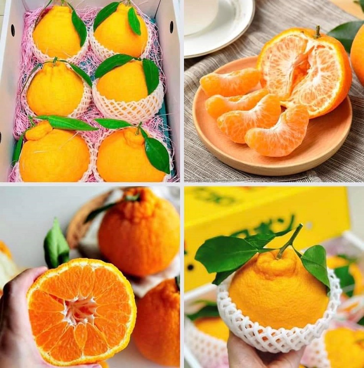 Loại quýt ngon nhất thế giới có giá gần 2 triệu đồng/kg, nhà giàu mua biếu Tết-4