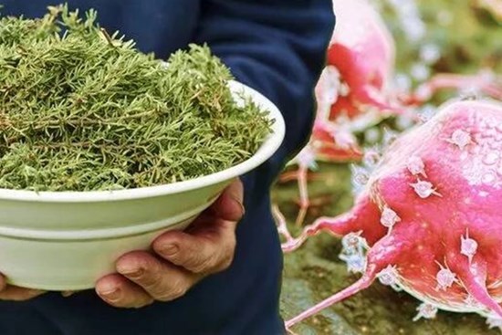 Loại thảo mộc được sử dụng trong nấu ăn có tác dụng giảm kích thước khối u đến 85%, ngăn ngừa lão hóa não