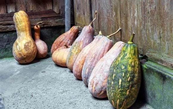 Khi mua bí ngô vào mùa đông, đừng chỉ nhìn vào kích thước của chúng, nông dân trồng bí: 4 điểm này sẽ mua được bí dẻo và ngọt-13