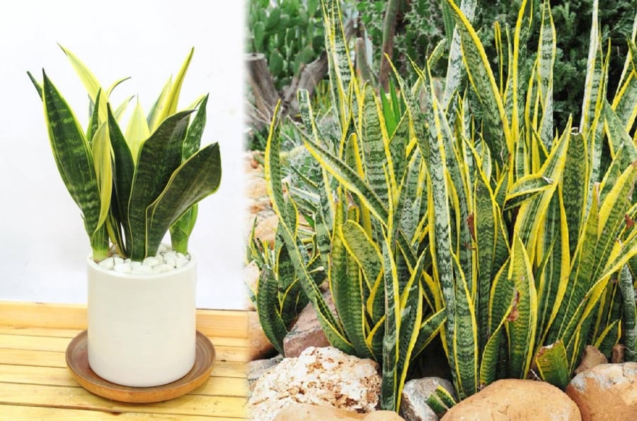 Tết sắp đến rước 3 cây cảnh Mạ vàng dát bạc này vào nhà Thần Tài ưng bụng may mắn gấp 10 lần-1