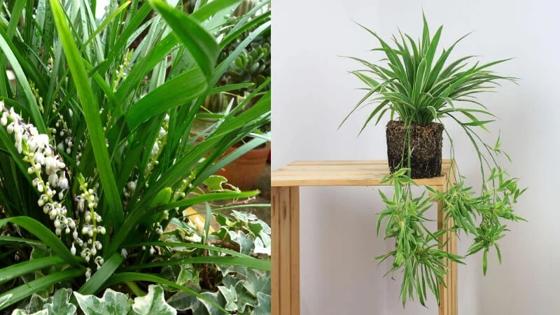 Tết sắp đến rước 3 cây cảnh Mạ vàng dát bạc này vào nhà Thần Tài ưng bụng may mắn gấp 10 lần-2