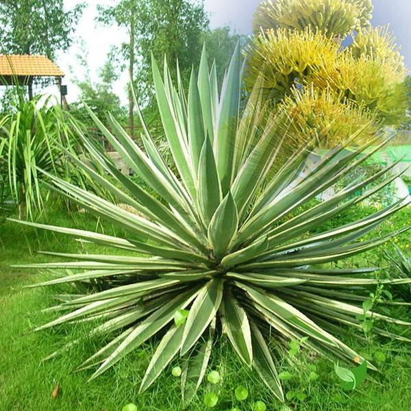 Tết sắp đến rước 3 cây cảnh Mạ vàng dát bạc này vào nhà Thần Tài ưng bụng may mắn gấp 10 lần-3