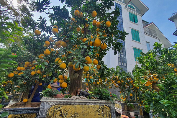 Chi hơn 100 triệu đồng mua một chậu lan chưng Tết sớm-4