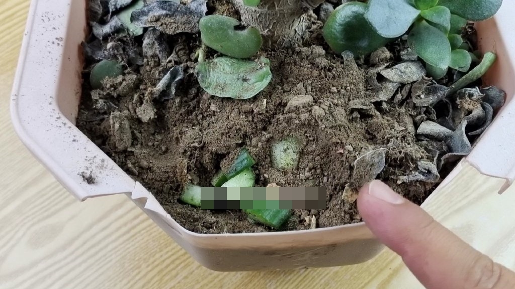 Phần đuôi của quả dưa chuột tưởng bỏ đi, ai ngờ có thể giúp ích rất nhiều cho việc nhà-9