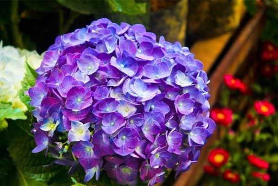 Tháng 12 Âm lịch, 3 con giáp được lộc Thần Tài, kinh doanh hốt vàng, hứng bạc