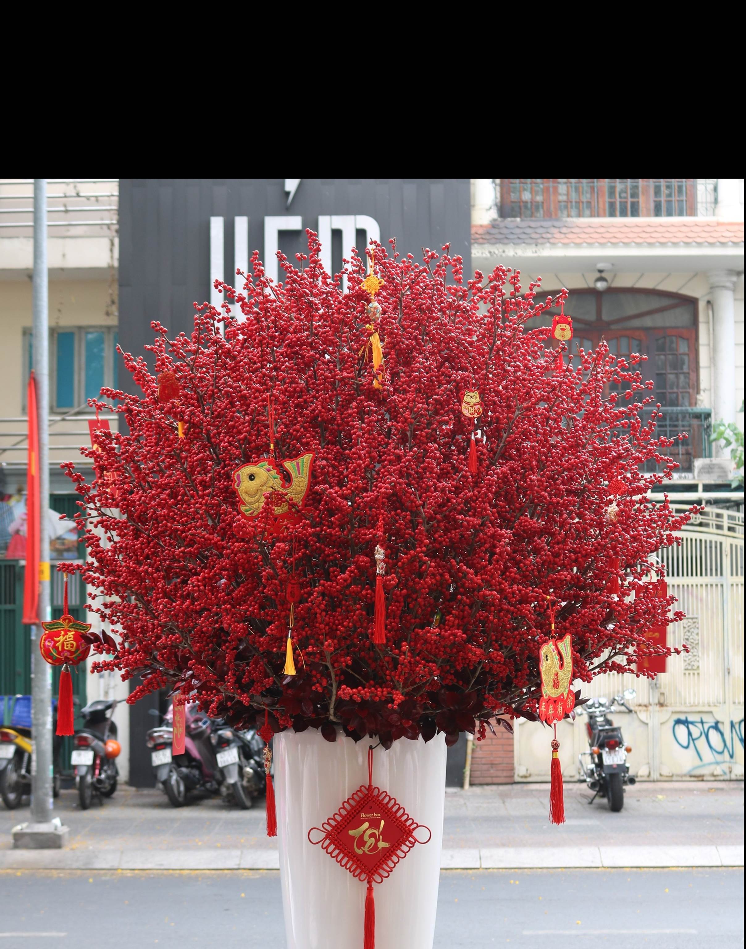 Chi hơn 100 triệu đồng mua một chậu lan chưng Tết sớm-2