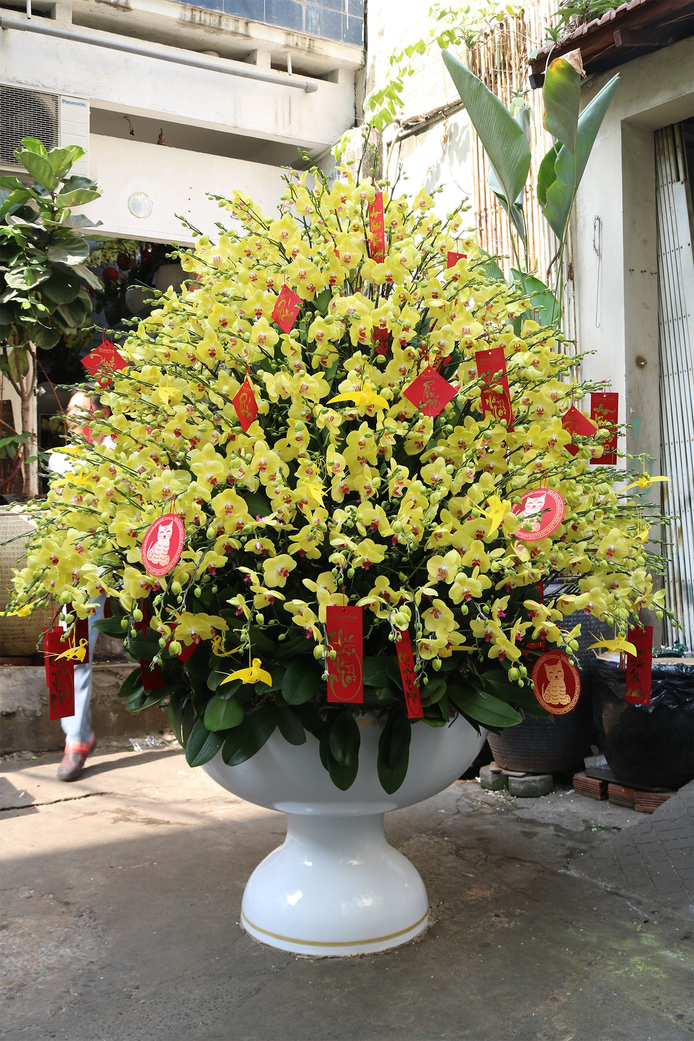 Chi hơn 100 triệu đồng mua một chậu lan chưng Tết sớm-1