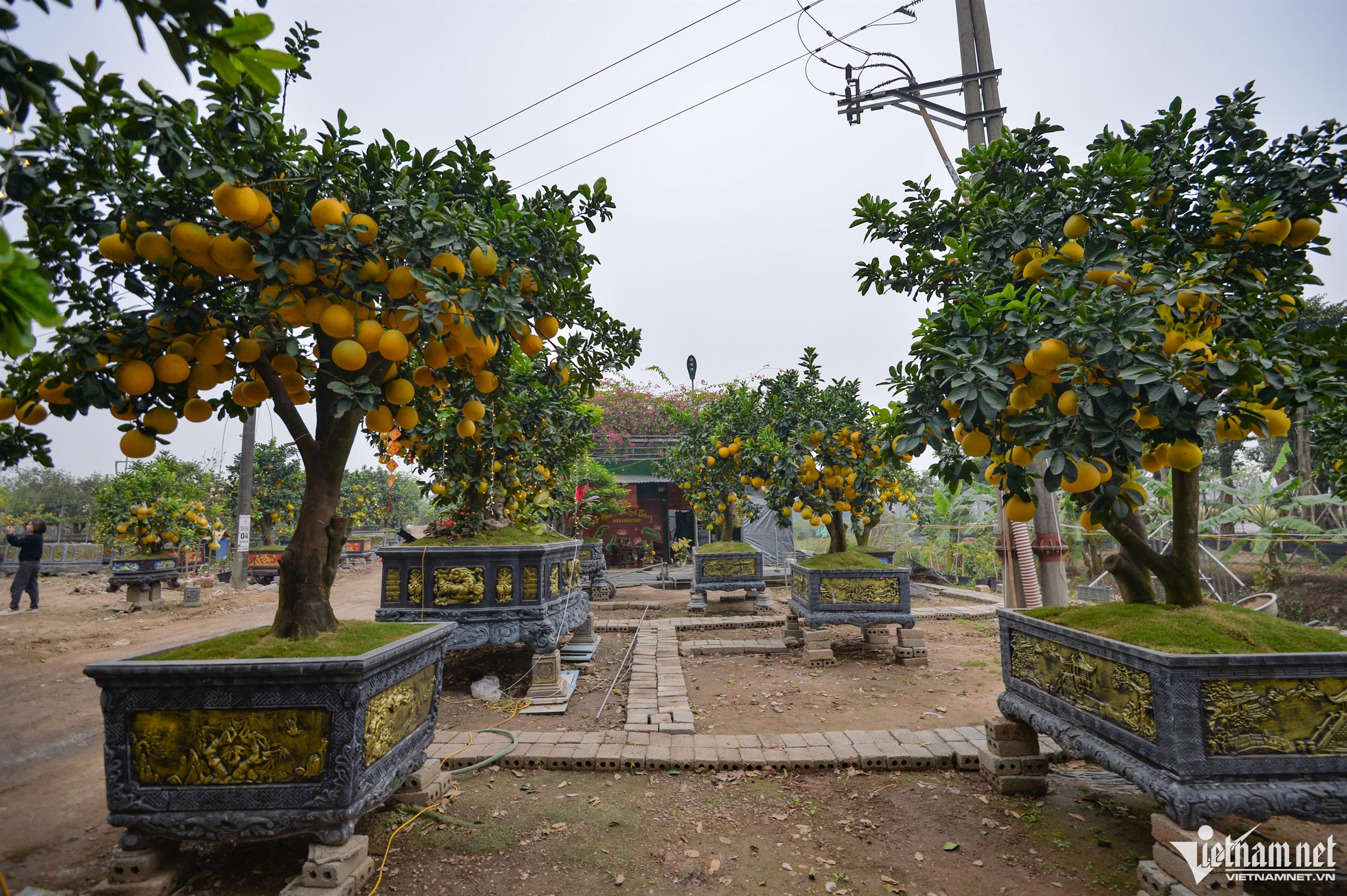 Cây bưởi Diễn trăm quả giá 200 triệu đồng ở Hà Nội-1