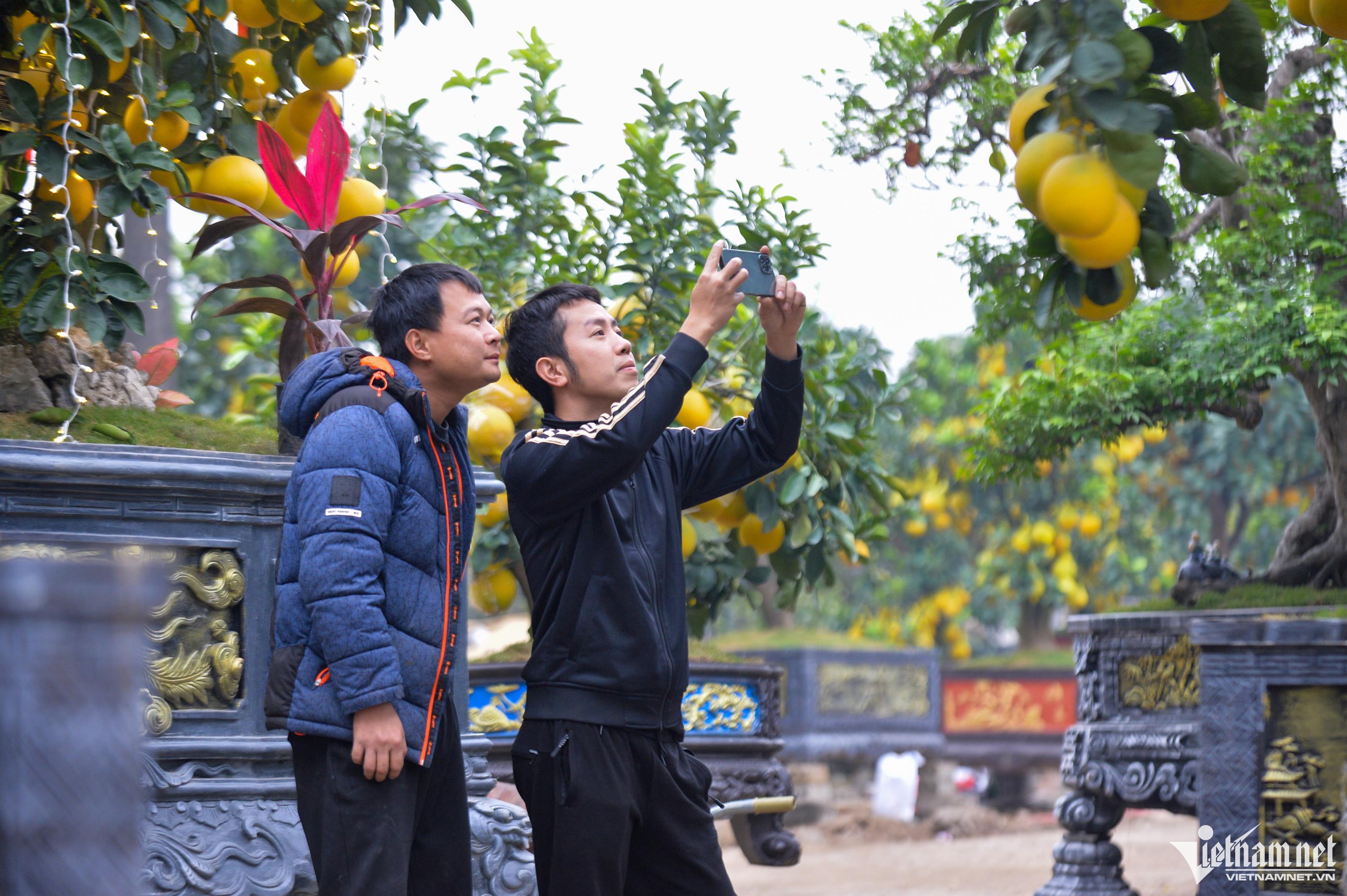 Cây bưởi Diễn trăm quả giá 200 triệu đồng ở Hà Nội-10