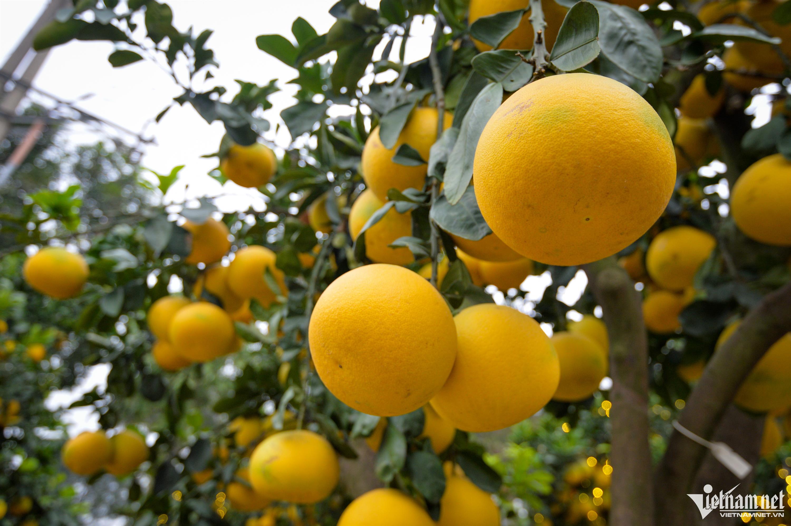 Cây bưởi Diễn trăm quả giá 200 triệu đồng ở Hà Nội-2