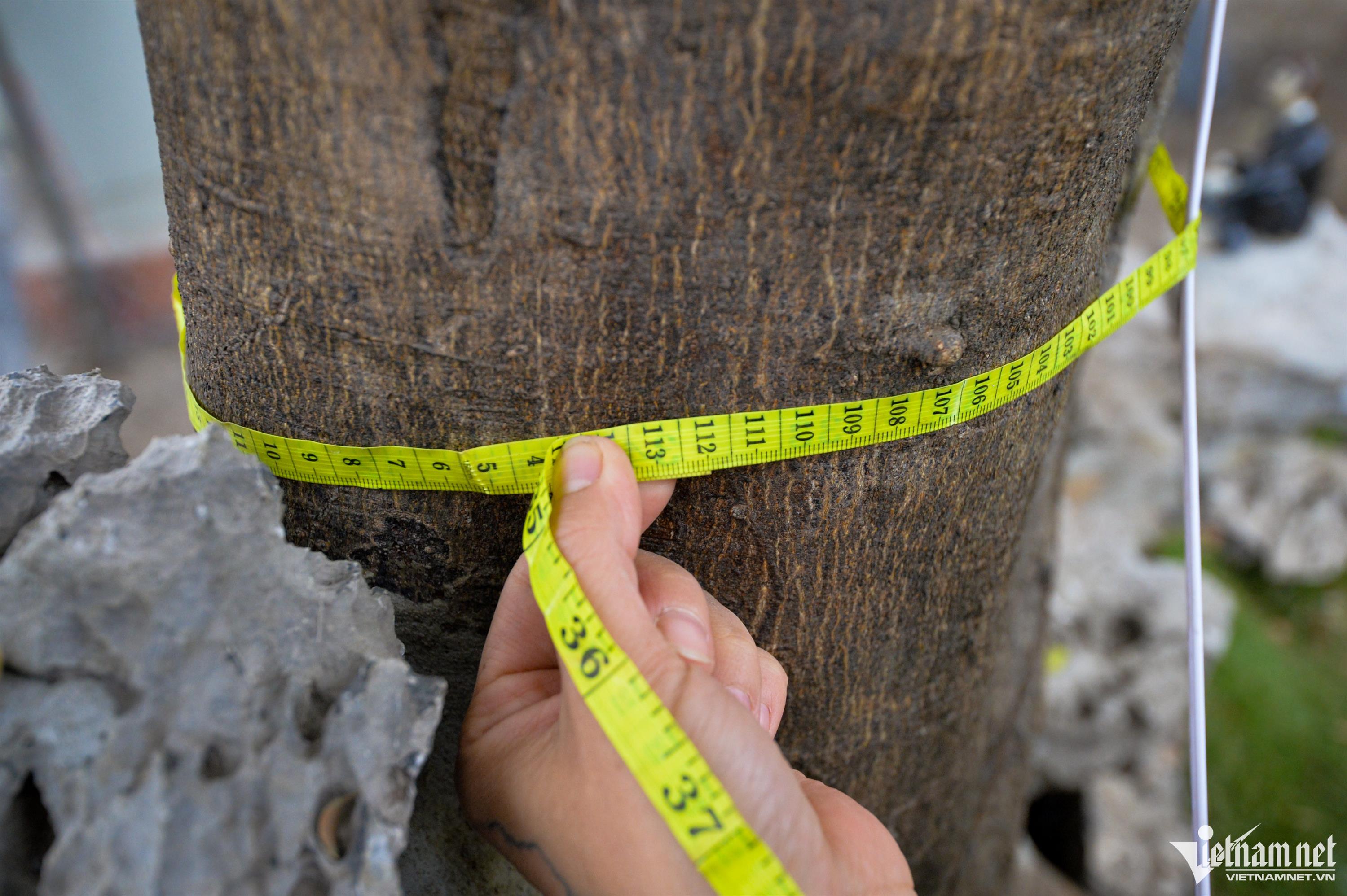 Cây bưởi Diễn trăm quả giá 200 triệu đồng ở Hà Nội-5